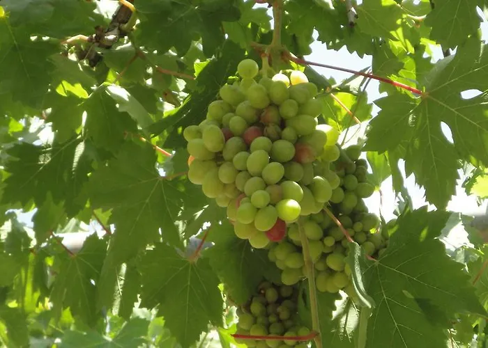 מלון Manzara אולודניץ